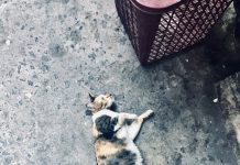 Âm nhạc không chỉ dành cho đôi tai